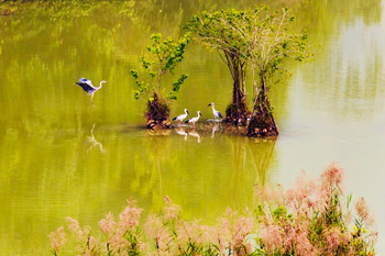 Hanoi - Tam Coc - Thung Nham Bird Watching 1 day tour photo 3